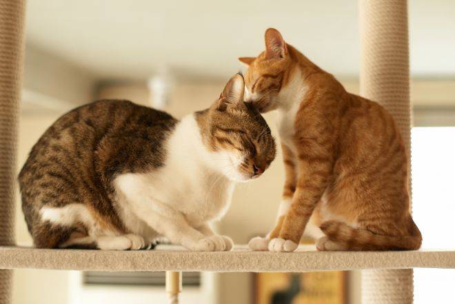 Как содержать двух котов в квартире или доме?