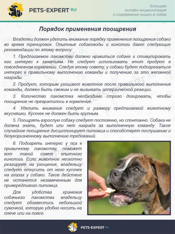Как научить собаку команде стоять. обучение собаки команде стоять, видео по дрессировке - dogtricks.ru