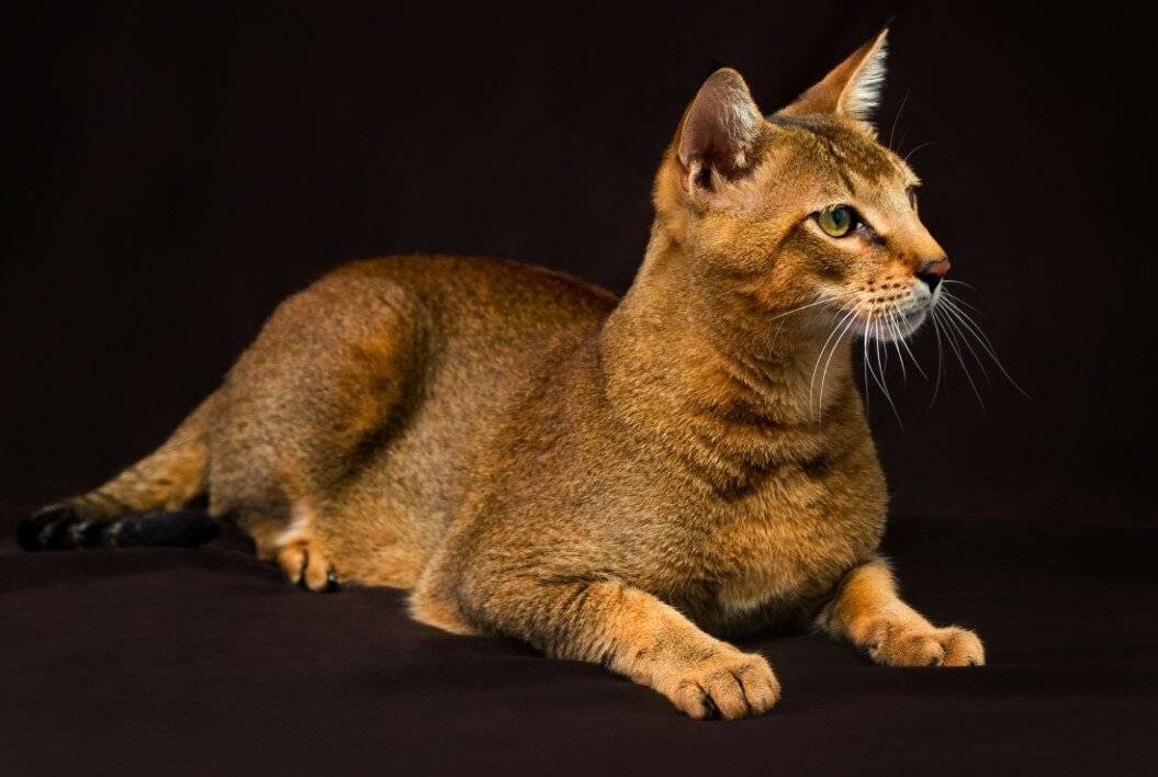 Чаузи — обзор породы, характер и особенности разведения. цена за котенка и советы по выбору породистой кошки (115 фото)