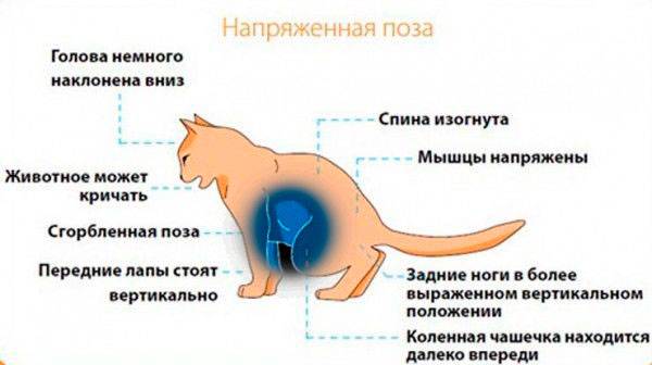 Панлейкопения кошек (кошачья чумка)