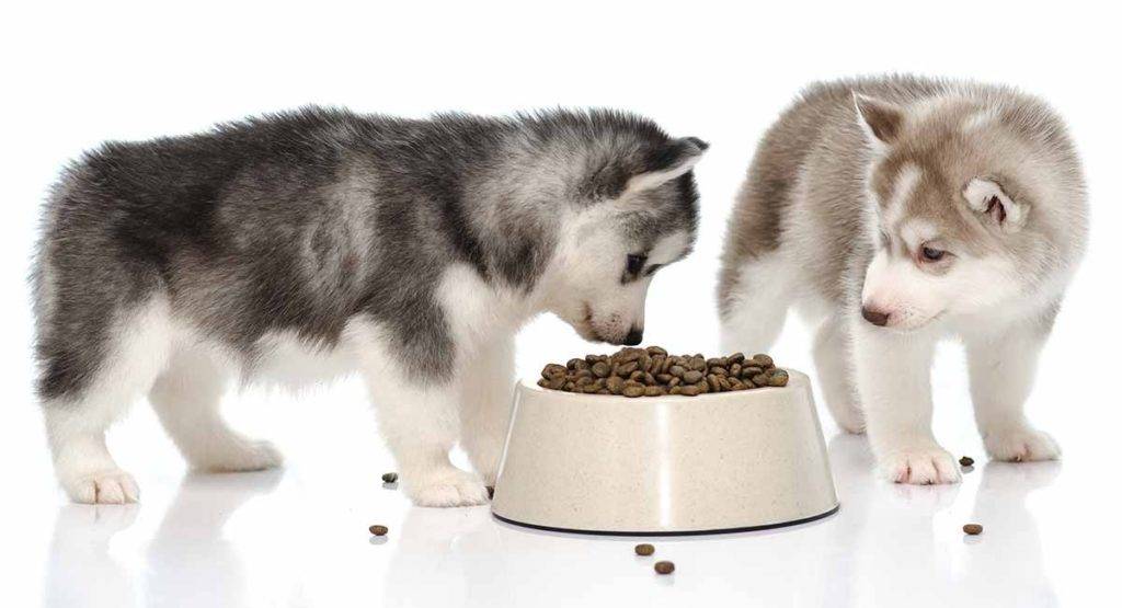 Чем кормить щенка лайки в домашних условиях: варианты питания