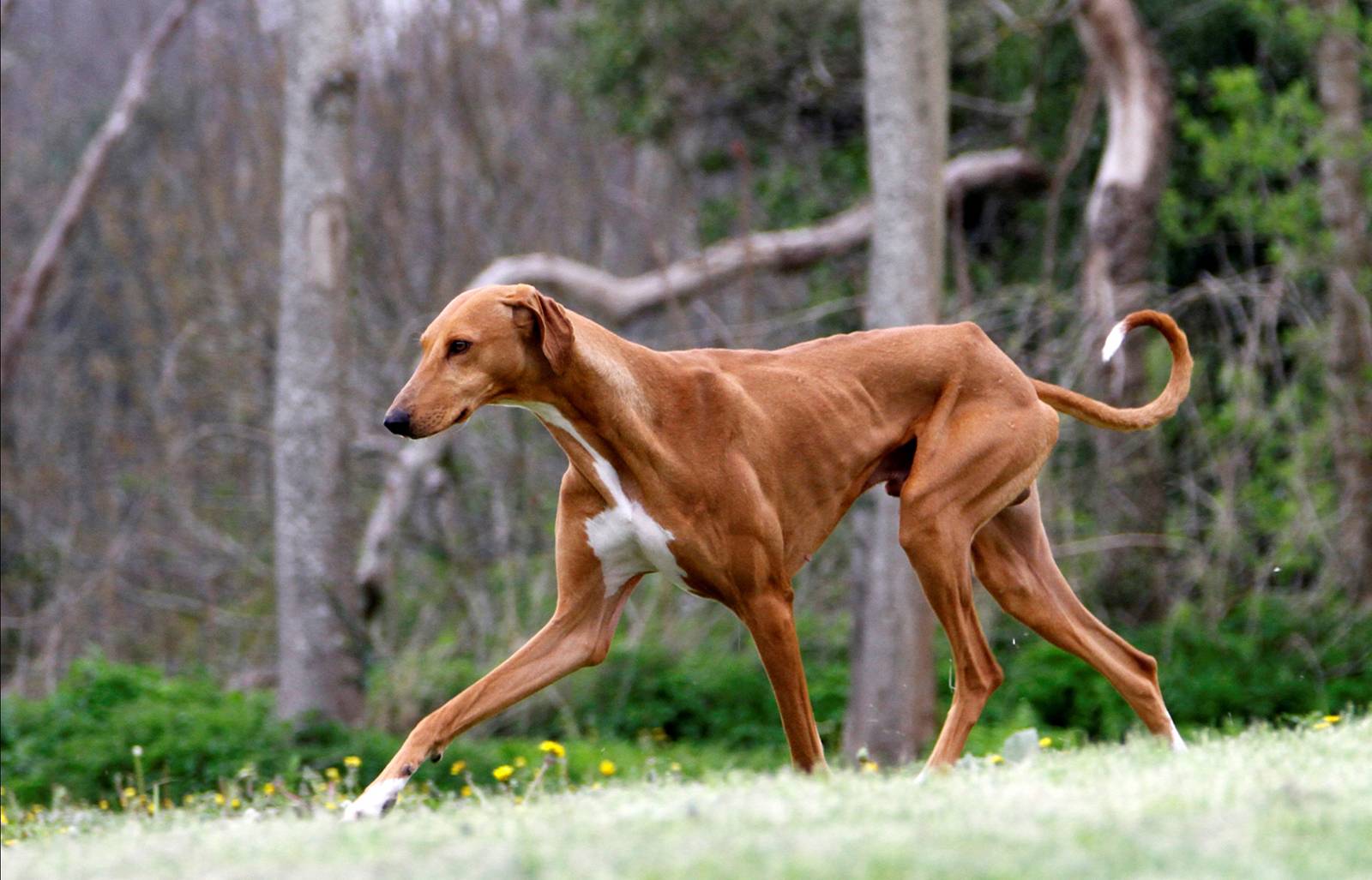 Описание породы собак азавак (африканская борзая) с отзывами владельцев и фото