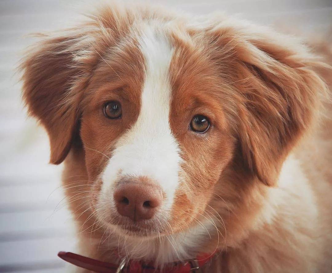 Новошотландский ретривер собака. описание, уход и цена породы