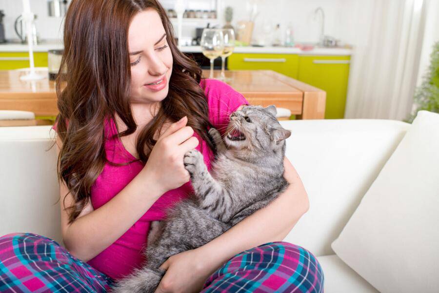 Почему кошка после стерилизации может стать агрессивной