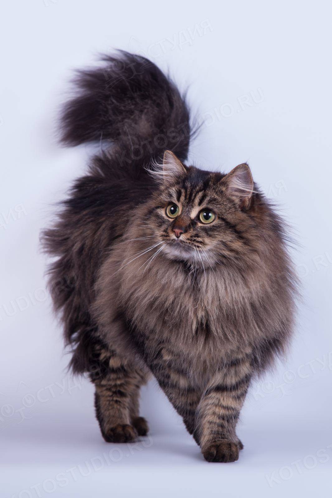 Британская длинношерстная кошка: фото, цена котенка, описание породы и характер