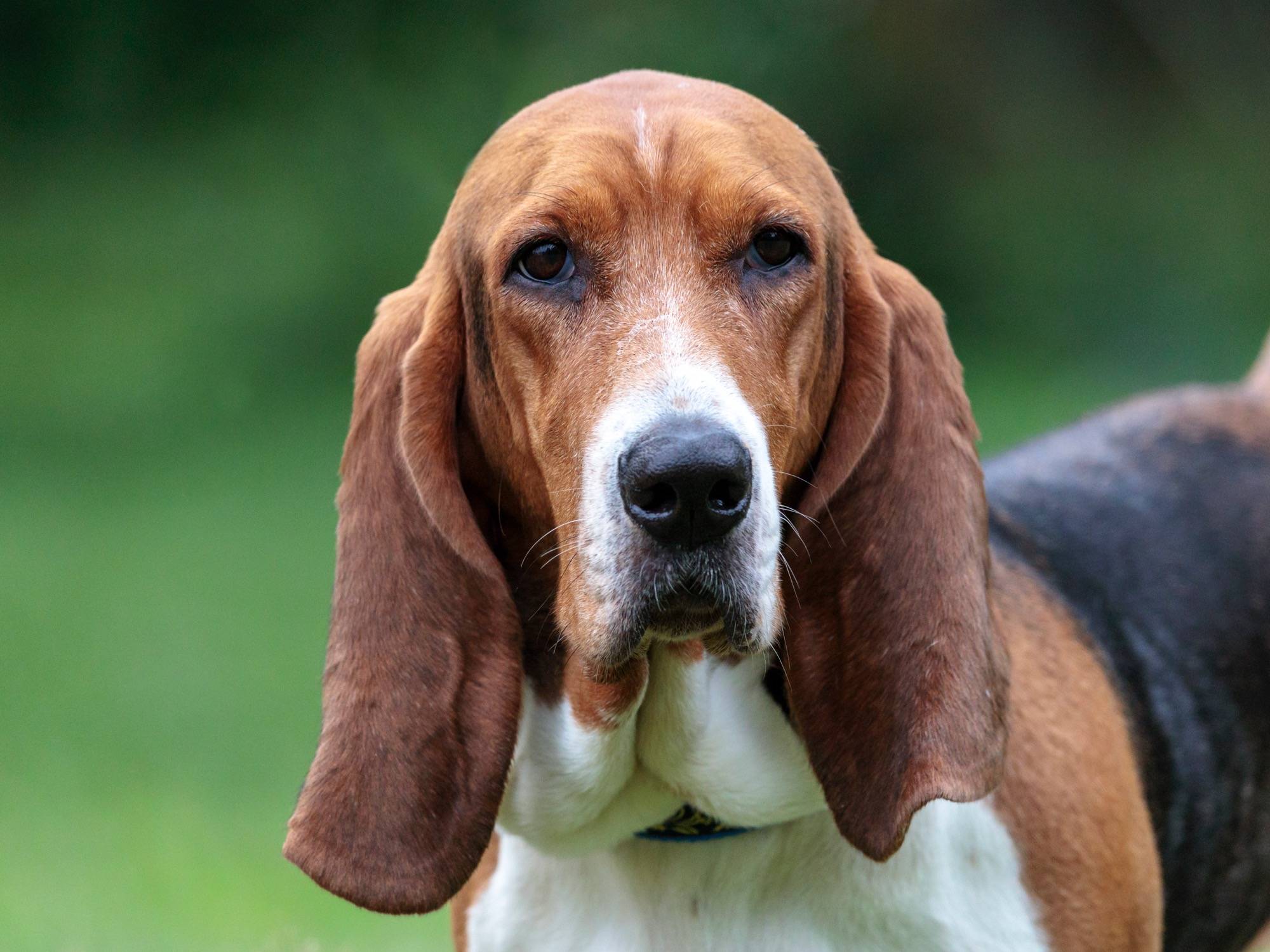 Бассет-хаунд: описание породы, характер собаки и щенка, фото, цена