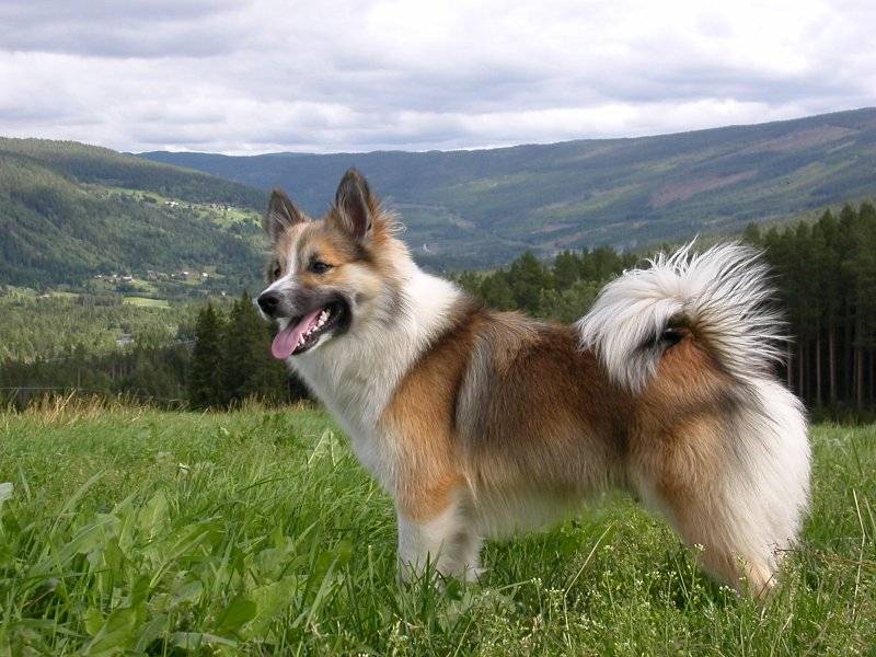 Немецкая овчарка — описание породы собаки от а до я