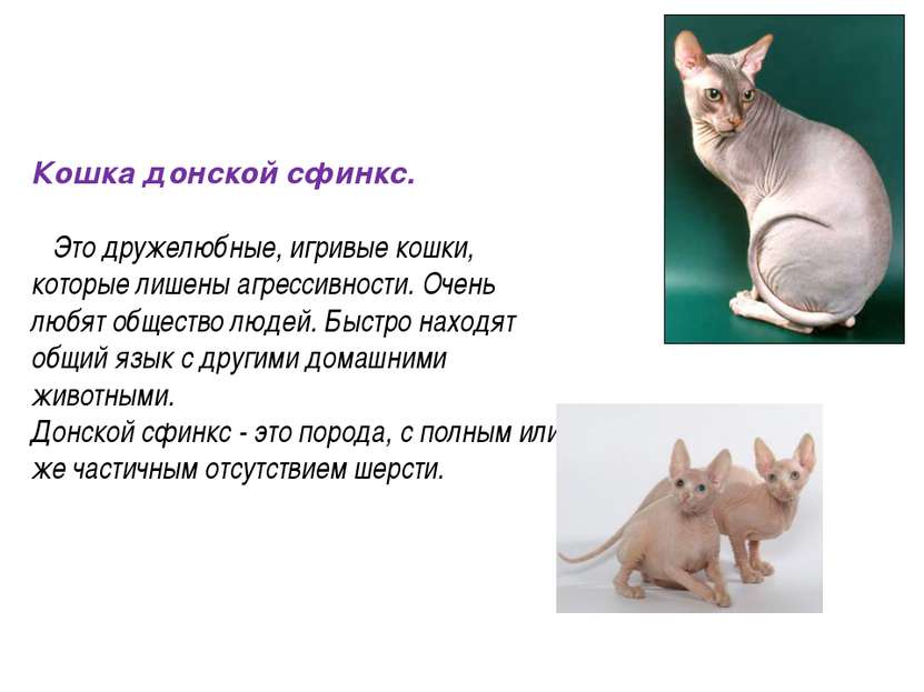 Описание породы кошек гавана браун