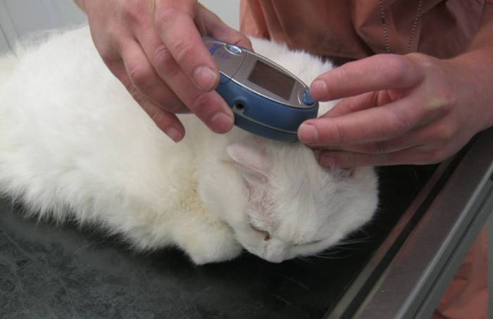 Сахарный диабет: симптомы и лечение у кошек, причины, осложнения и прогноз | блог ветклиники "беланта"