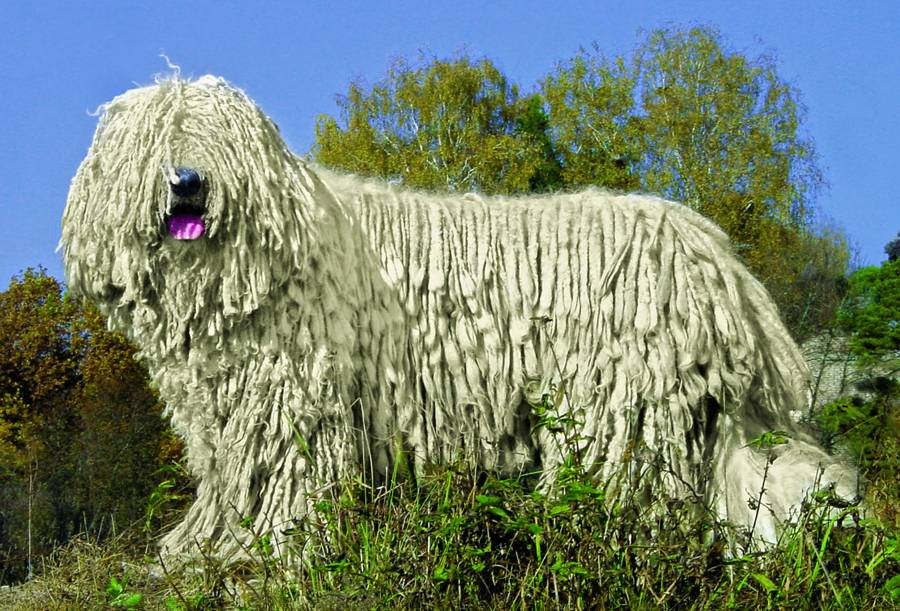 Муди (венгерская овчарка): описание породы собак с фото и видео