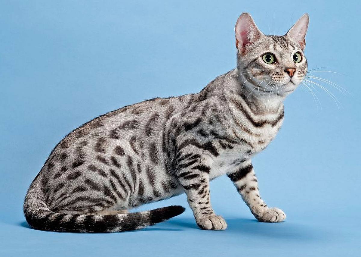 Невская маскарадная кошка: описание породы с фото, особенности ухода за питомцем