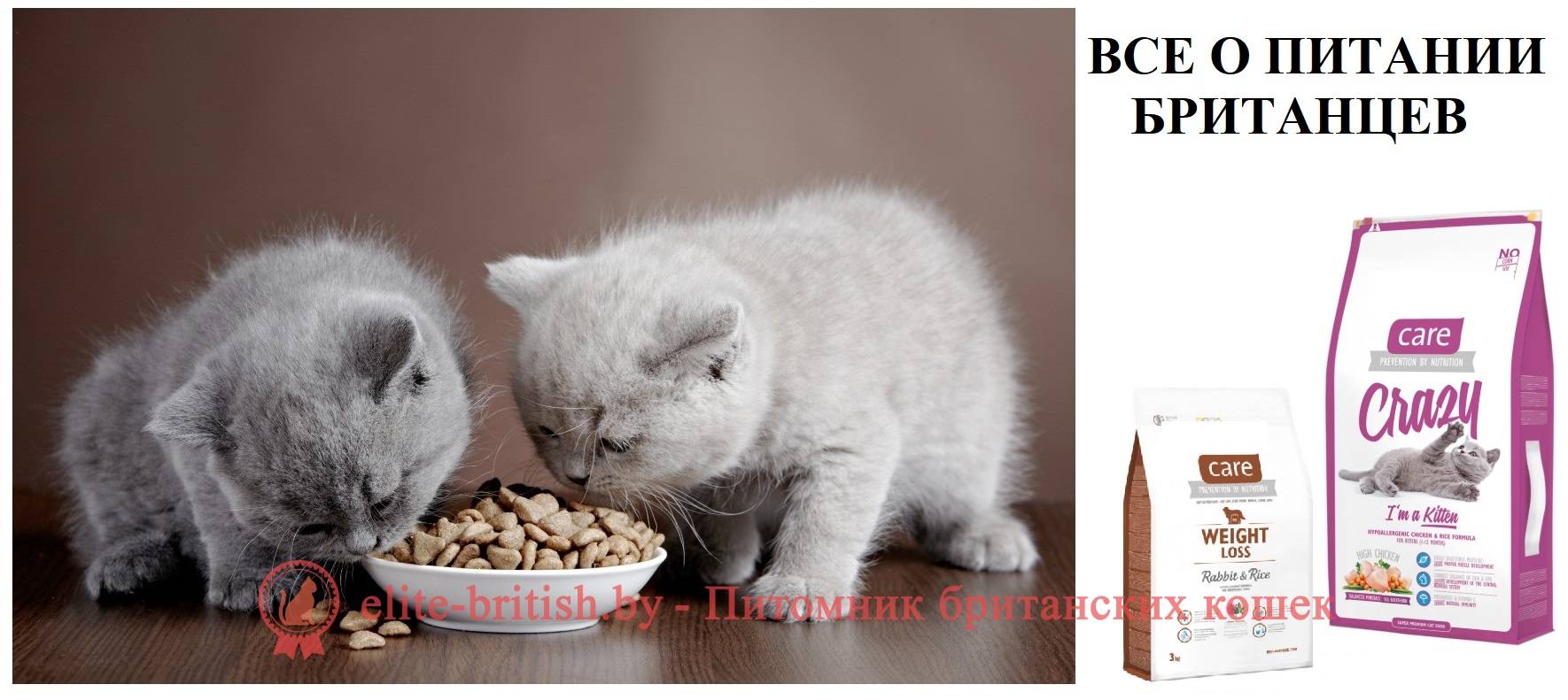 Корм для британских котят: виды и особенности выбора