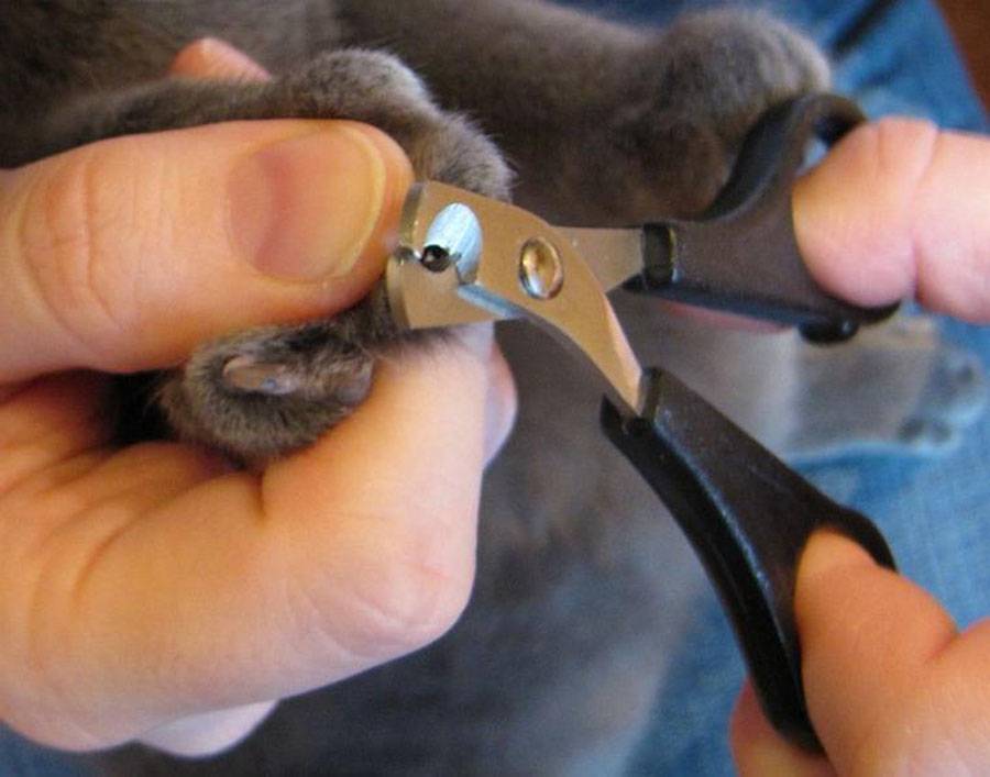 Домашний челедж: стрижем когти кошке сами