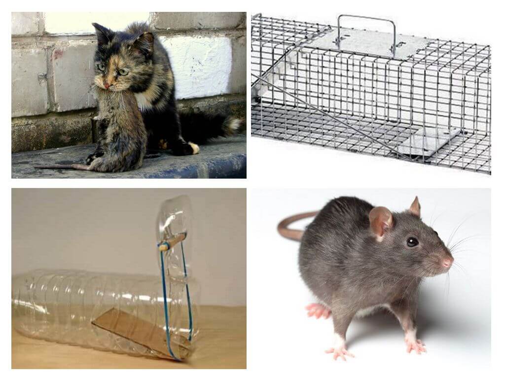 Как поймать крысу: способы ловли грызуна в домашних условиях, покупные и самодельные ловушки