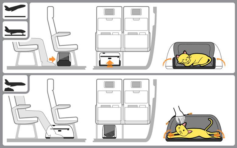 Как перевезти кота в самолете: билет и документы