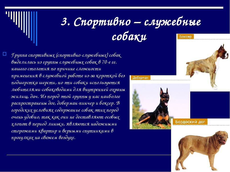 Пастушьи и скотогонные собаки. классификация мкф (fci). группа 1