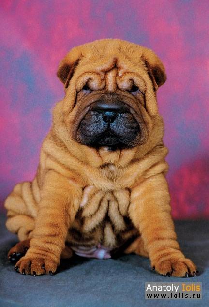 Порода собаки сморщенная шкура. какие есть породы собак со складками и их характер. самые красивые породы собак