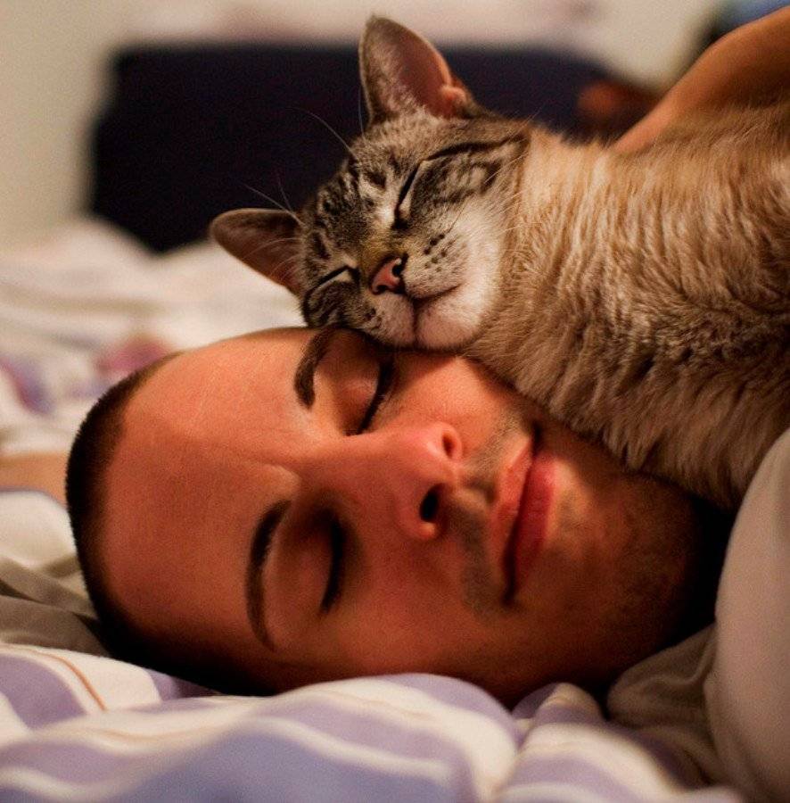 Причины почему кошки любят спать возле своих хозяев: на груди, у головы, в ногах