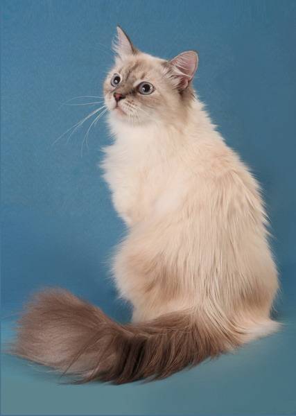 Британская длинношерстная кошка  фото, описание породы, характер, уход, стандарты