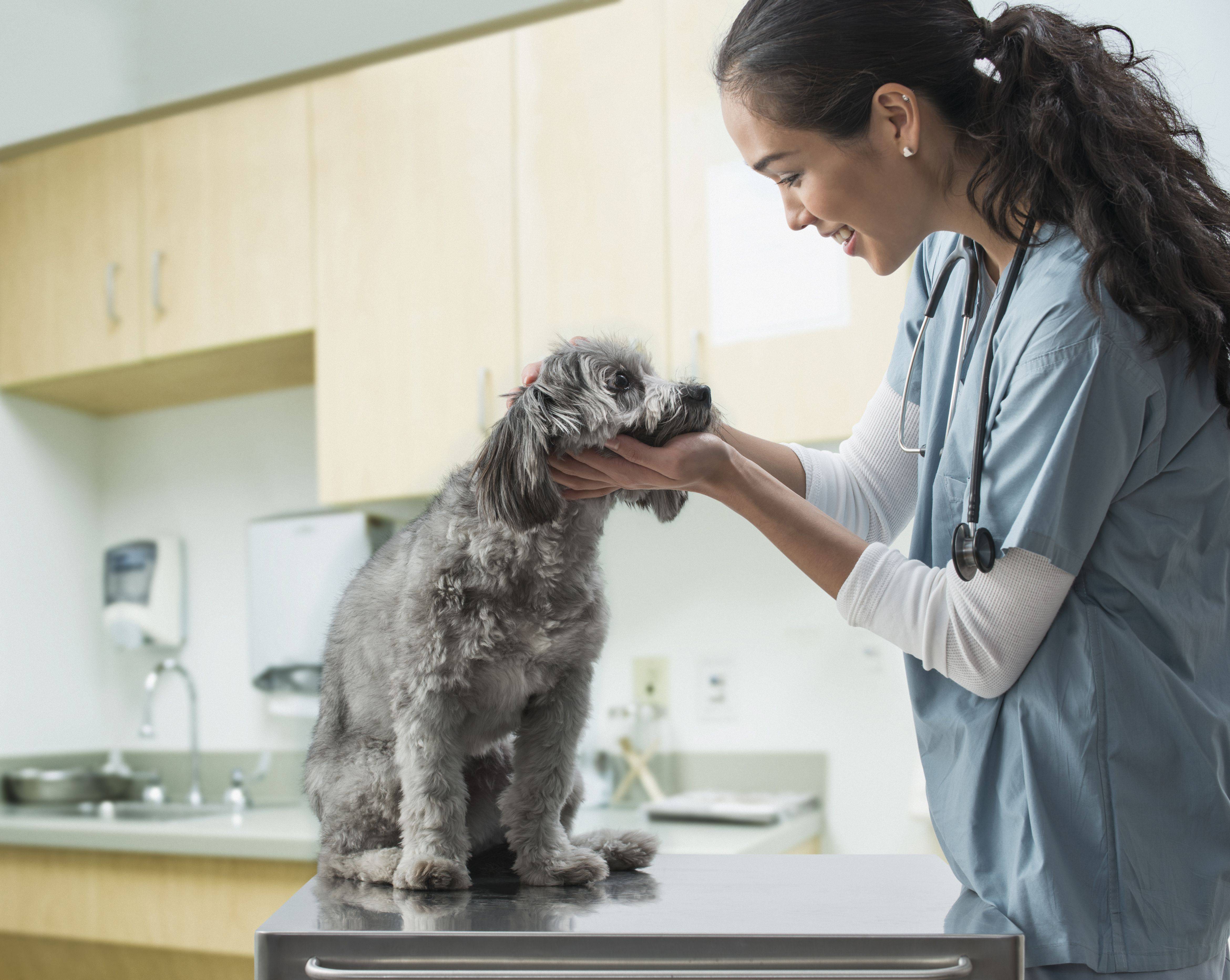 Страхование домашних животных: возможные варианты и полезные рекомендации владельцам