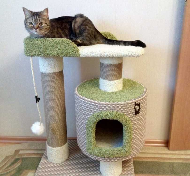 Действительно ли нужна вторая кошка в доме — 4 лапки