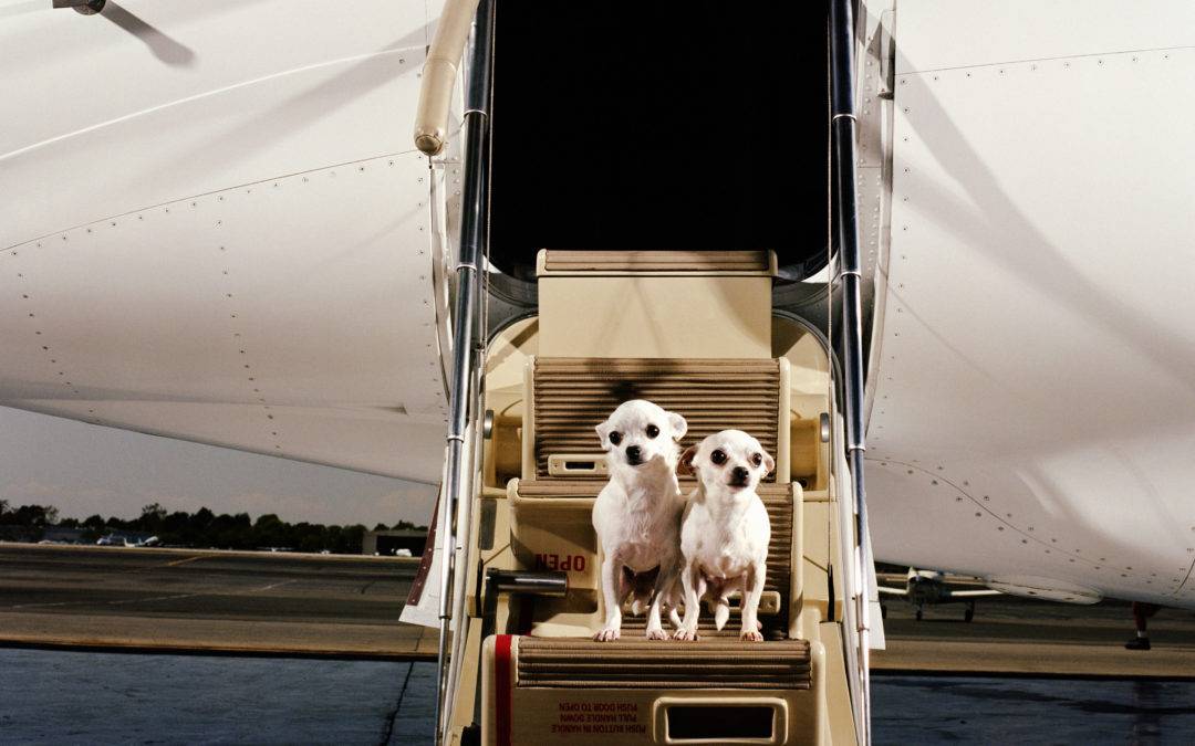 На отдых с собакой: за границу и в россии. правила перевозки собак в поезде и самолете. правила перевозки собак в транспорте: необходимые прививки и документы
