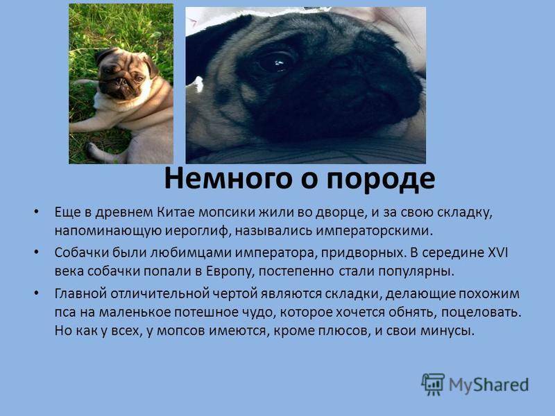 Мопс — описание породы собаки от а до я