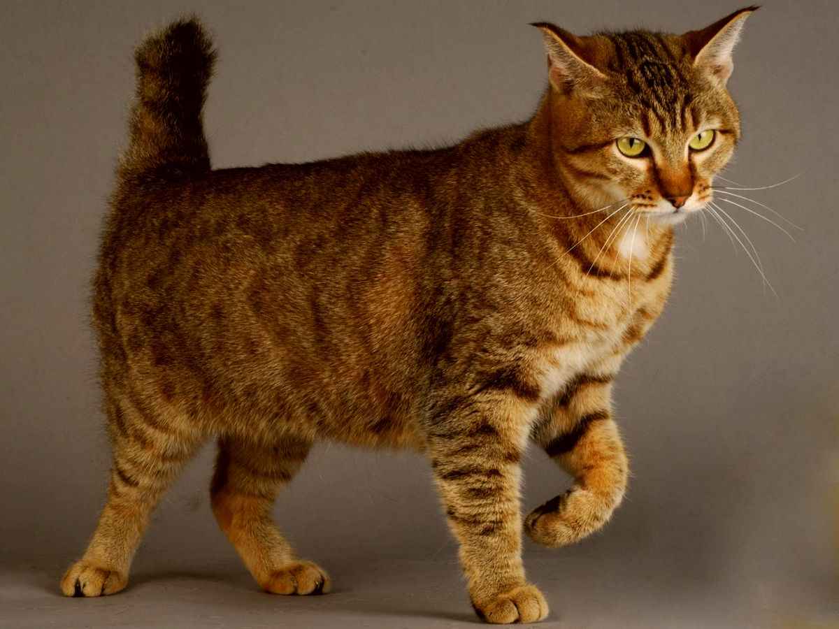 Курильские бобтейлы: описание породы кошек, характер, особенности ухода, история