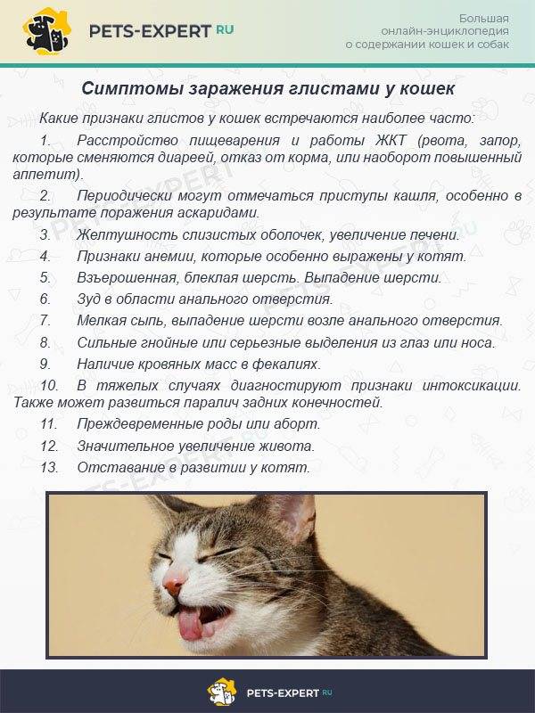 Паралич у кошек: причины, симптомы, диагностика, лечение и прогноз, меры профилактики | блог ветклиники "беланта"