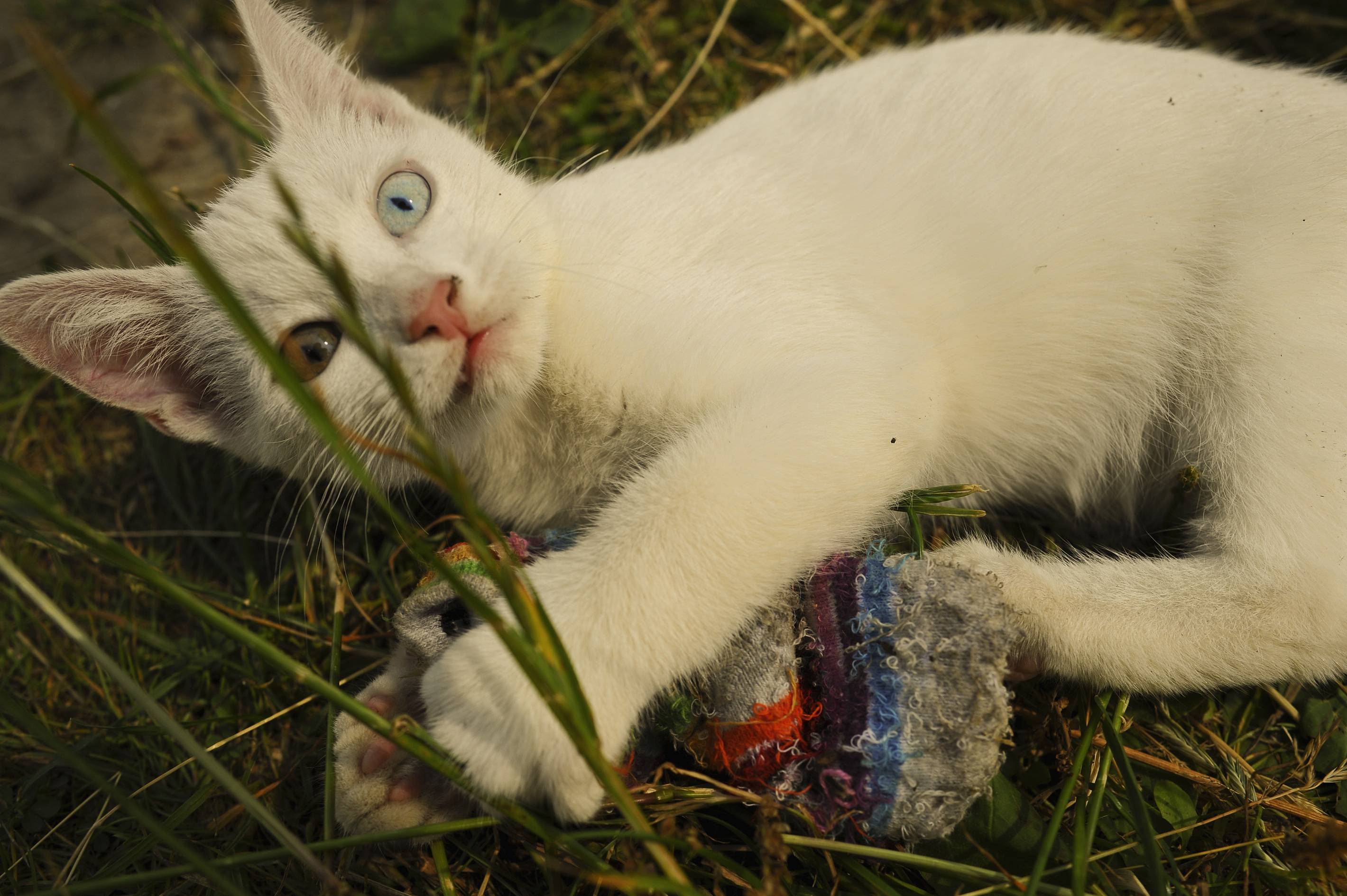 Знали ли вы, что белые кошки страдают глухотой | zivotinka