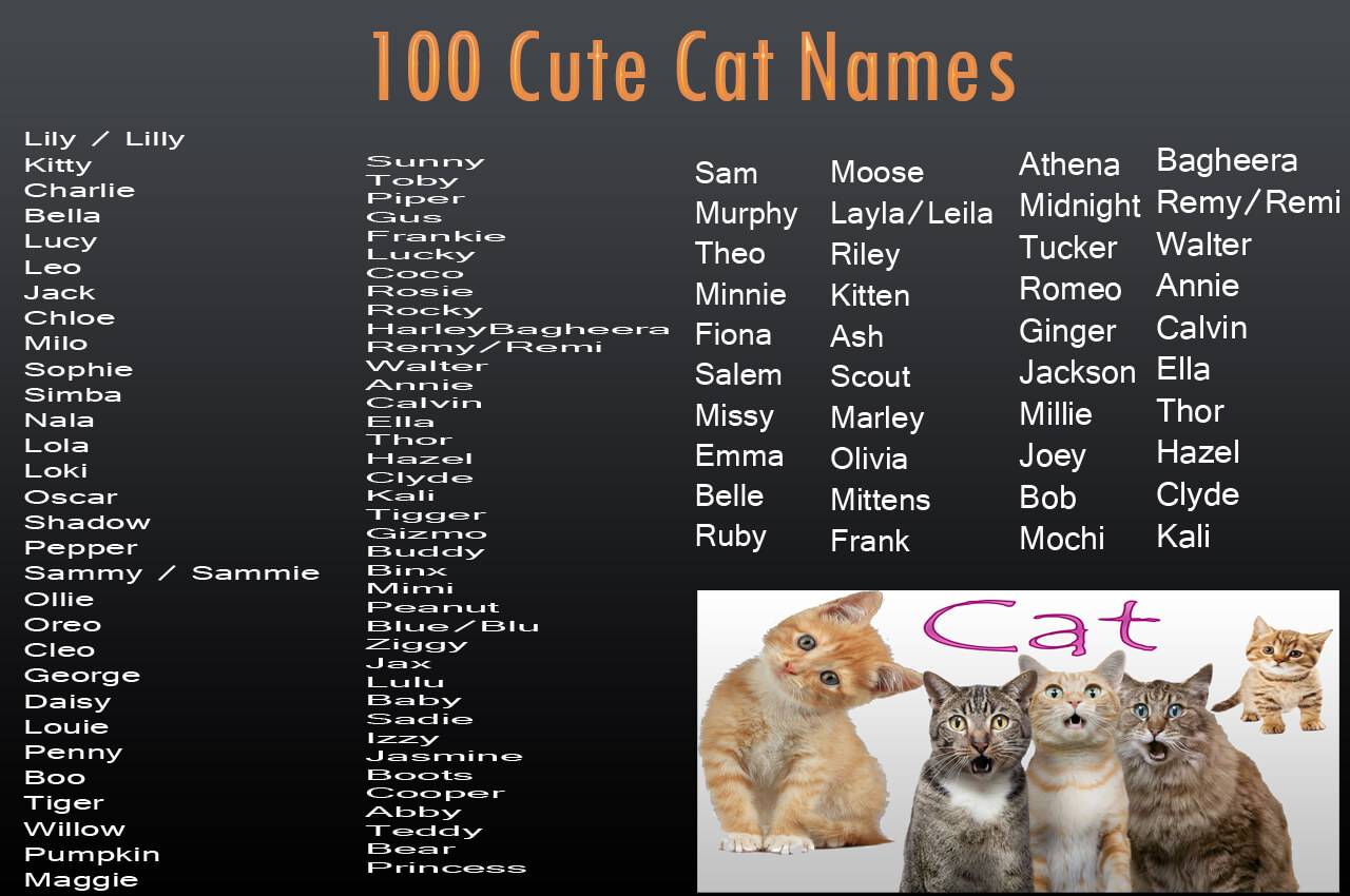 Как назвать британского котенка: большой список имен и кличек