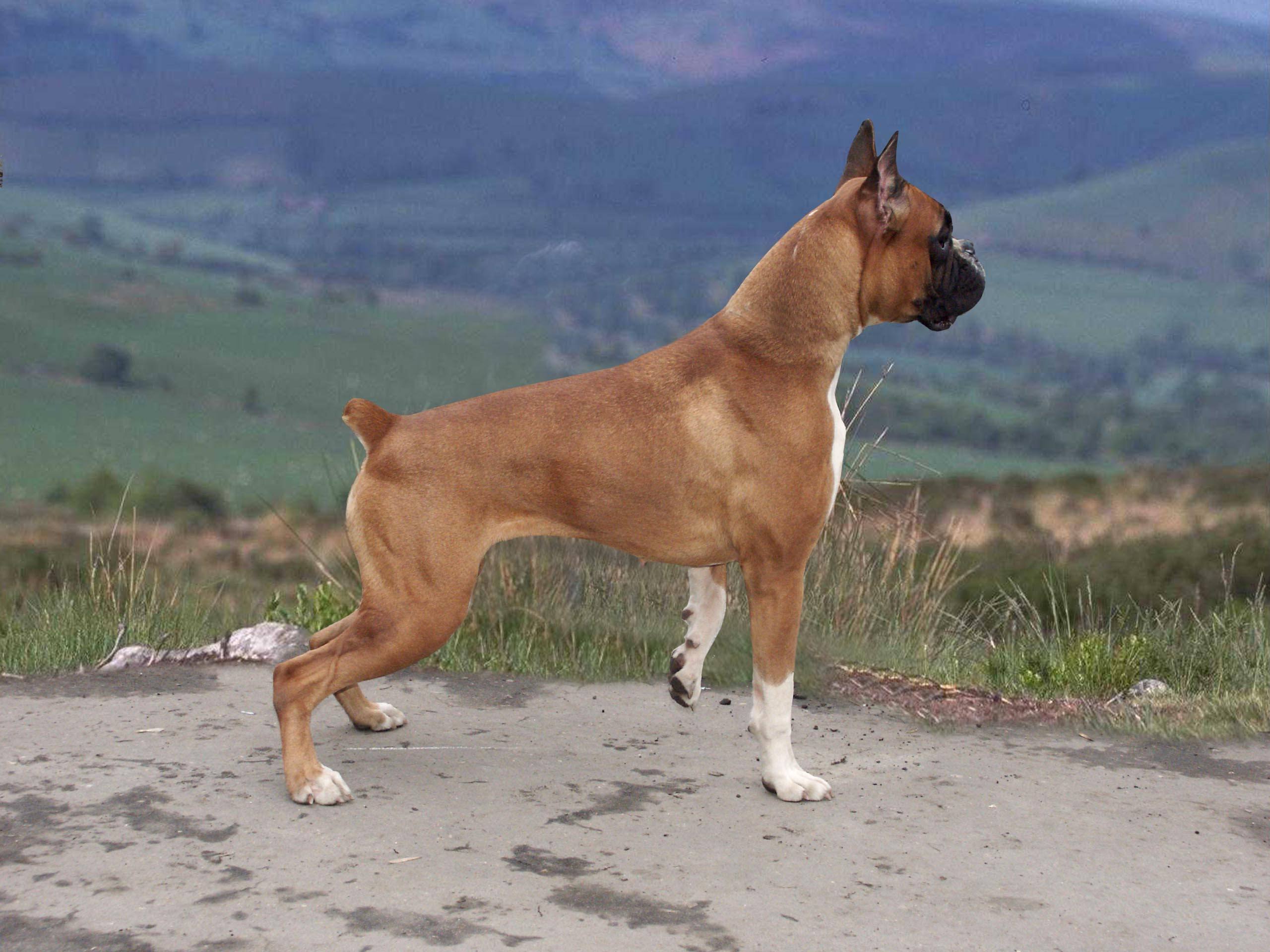 Немецкий боксер — одна из самый добрых и ласковых собак