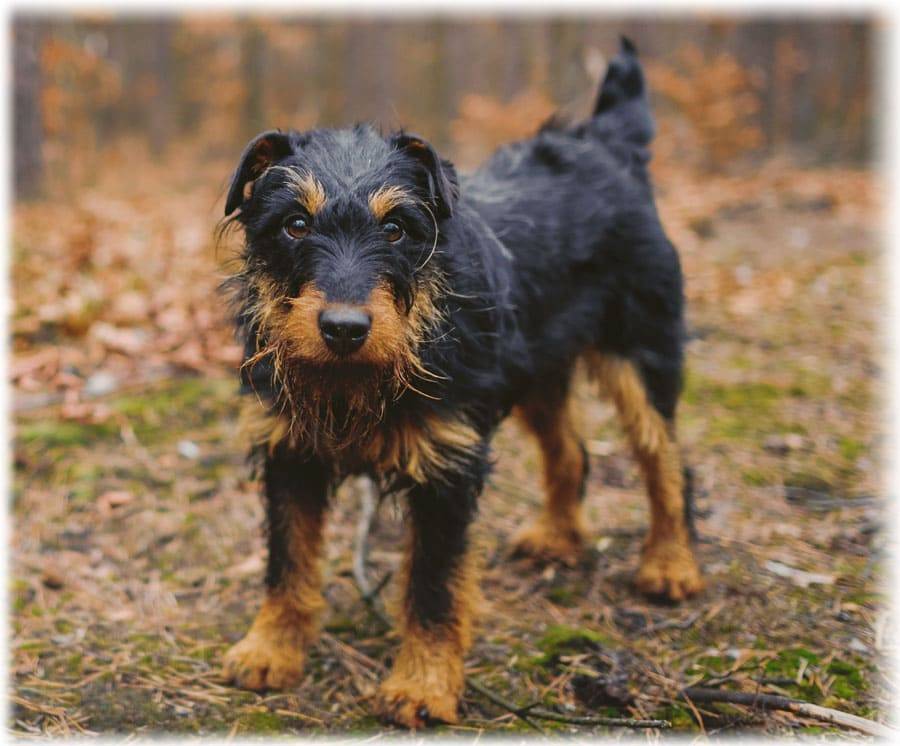 Немецкий ягдтерьер — особенности выбора, содержания и особенности воспитания умного пса (105 фото)