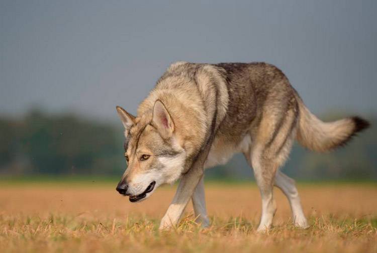 Описание породы собак волчья собака сарлоса (саарлусвольфдоґ) с отзывами владельцев и фото