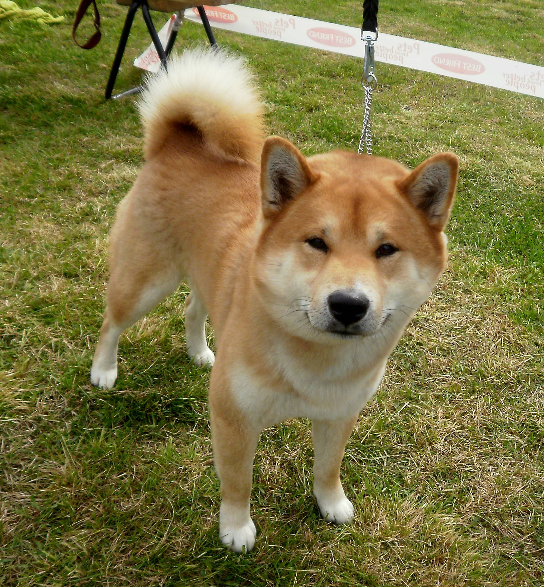 12 популярных японских пород собак