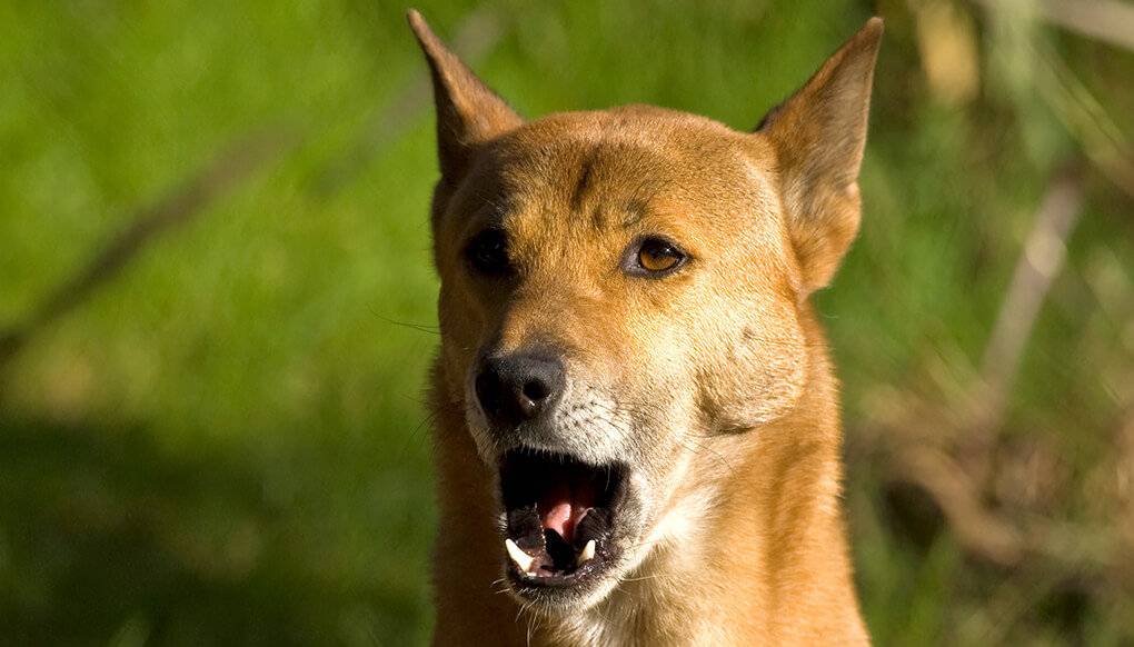 Новогвинейская поющая собака: описание породы с фото и видео
