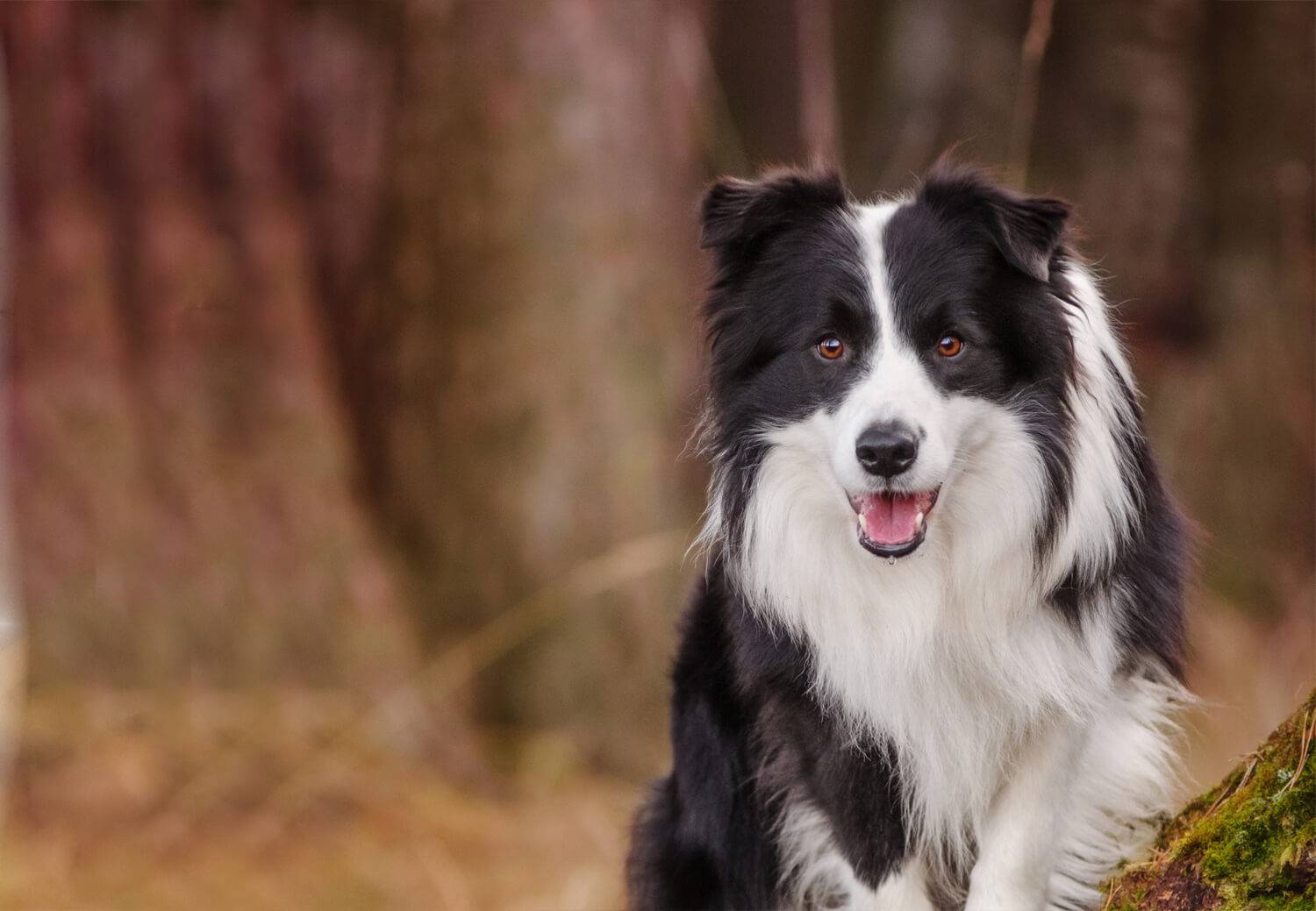 Самая умная порода собак в мире – бордер-колли