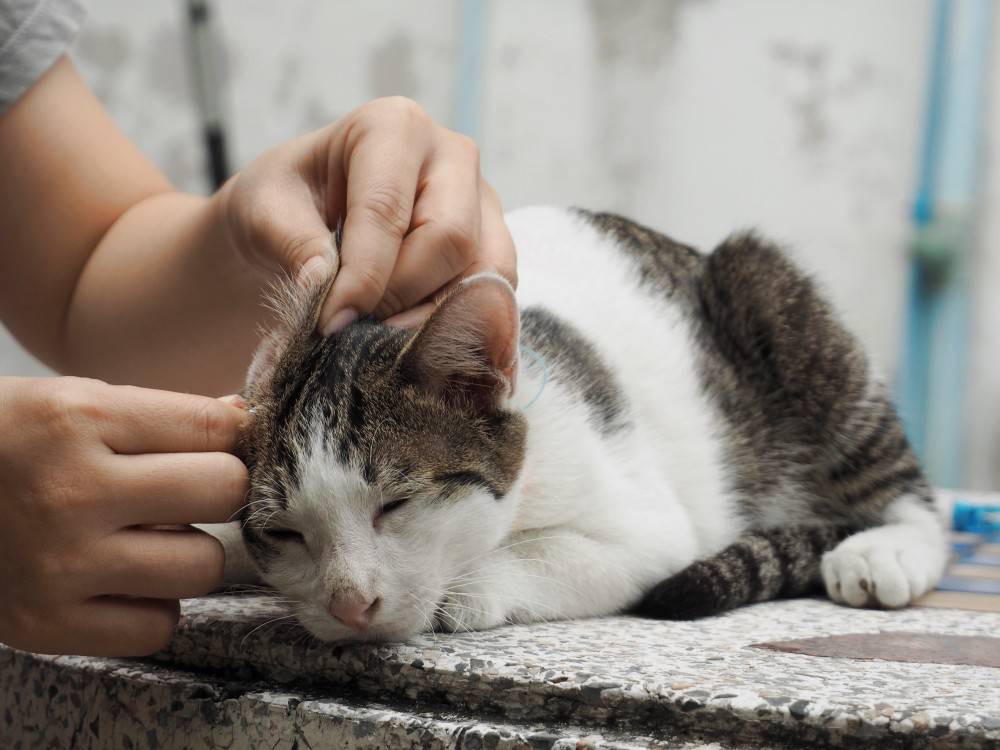 Почему у кошки или кота горячие уши, чем это опасно, как помочь котенку и взрослому животному