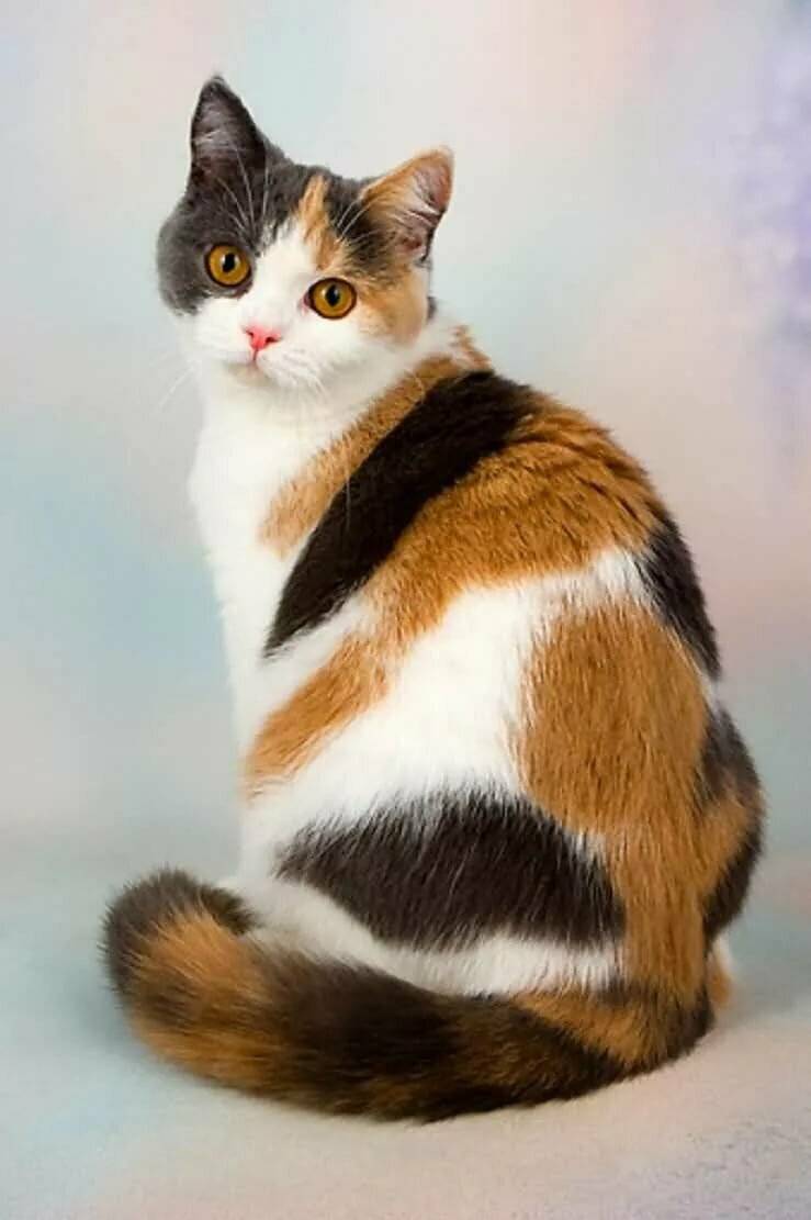 Трёхцветные кошки: фото, в чем особенность, правила содержания