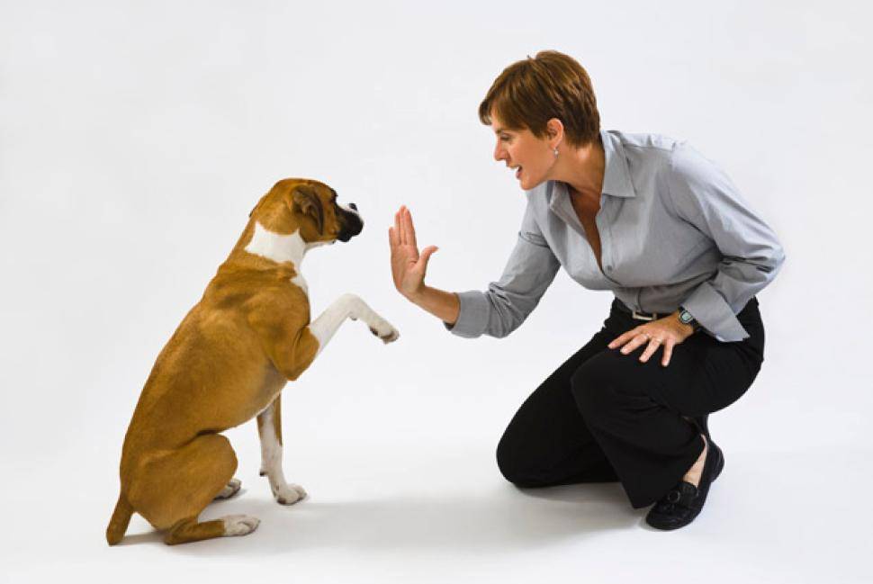 Как дрессировать собаку? 5 правил воспитания питомца
