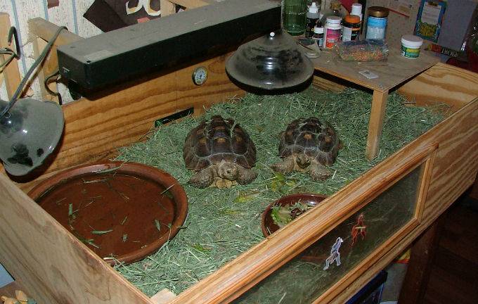 Как правильно содержать и ухаживать за сухопутной черепахой в домашних условиях