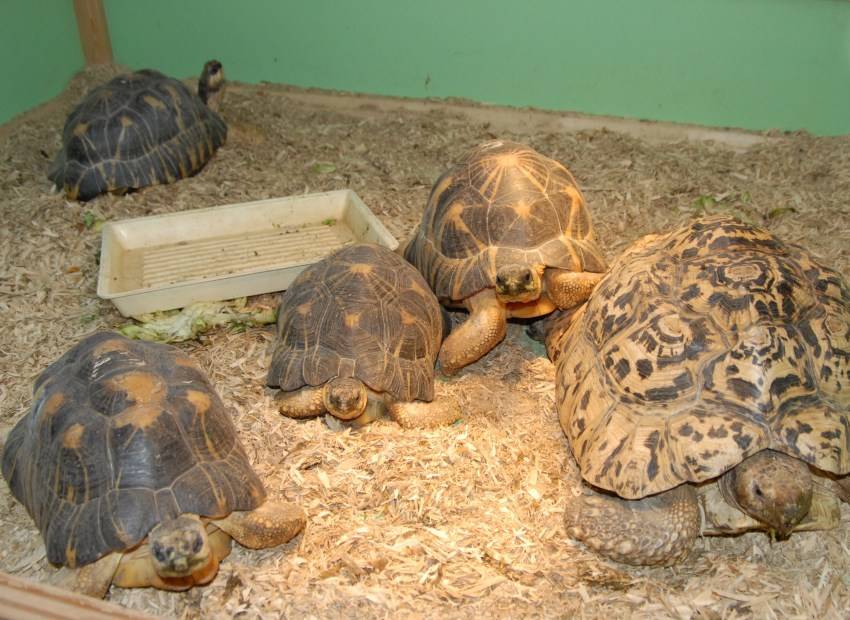 Сухопутная черепаха - как ухаживать и чем кормить в домашних условиях?