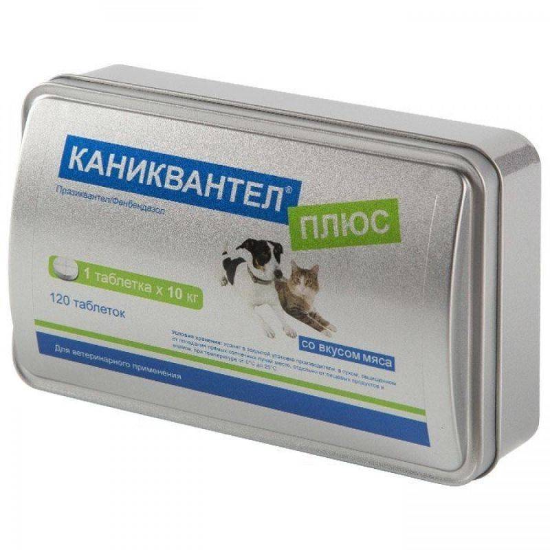 Каниквантел: таблетки от глистов для собак