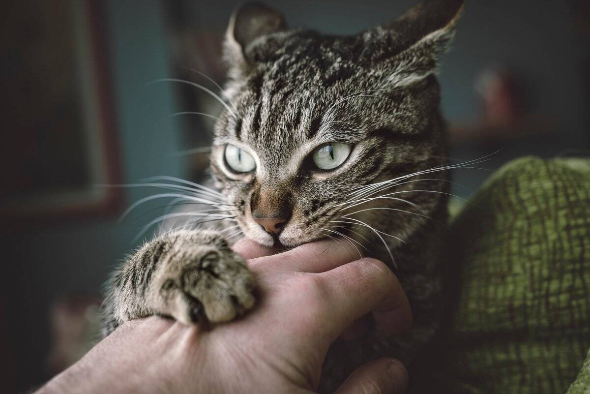 Почему котенок постоянно кусается, царапается и проявляется агрессию постоянно или когда его гладишь: что делать?