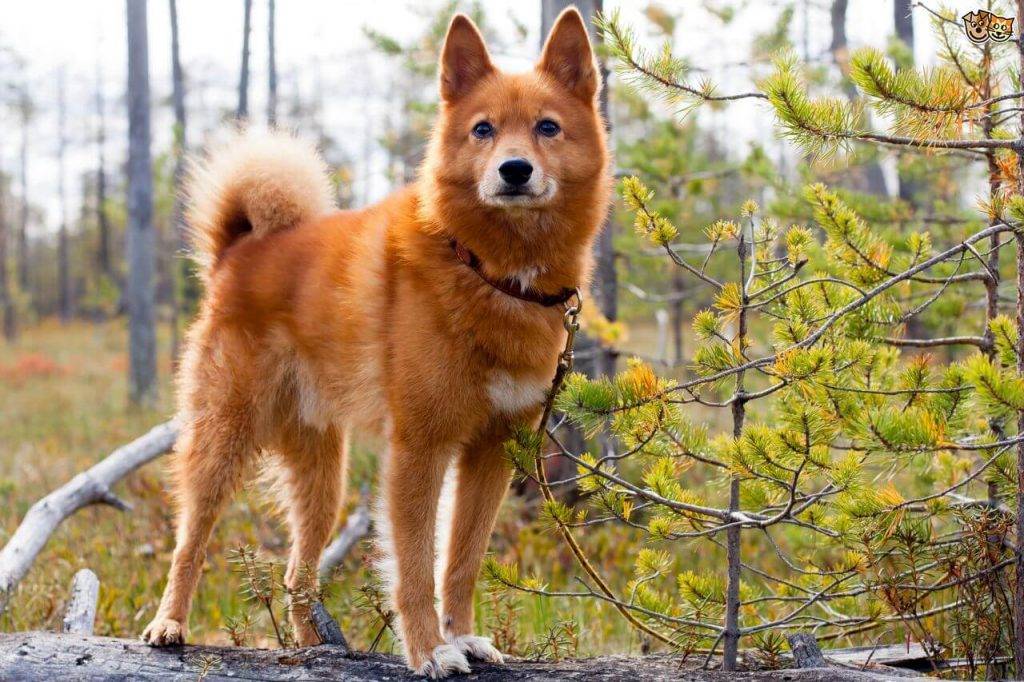 Карело финская лайка - описание породы, охота с собакой и другие полезные факты