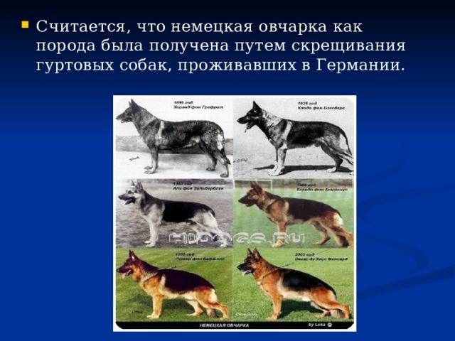 Понятие породы, структура породы. акклиматизация пород.. происхождение собак и их породная классификация
