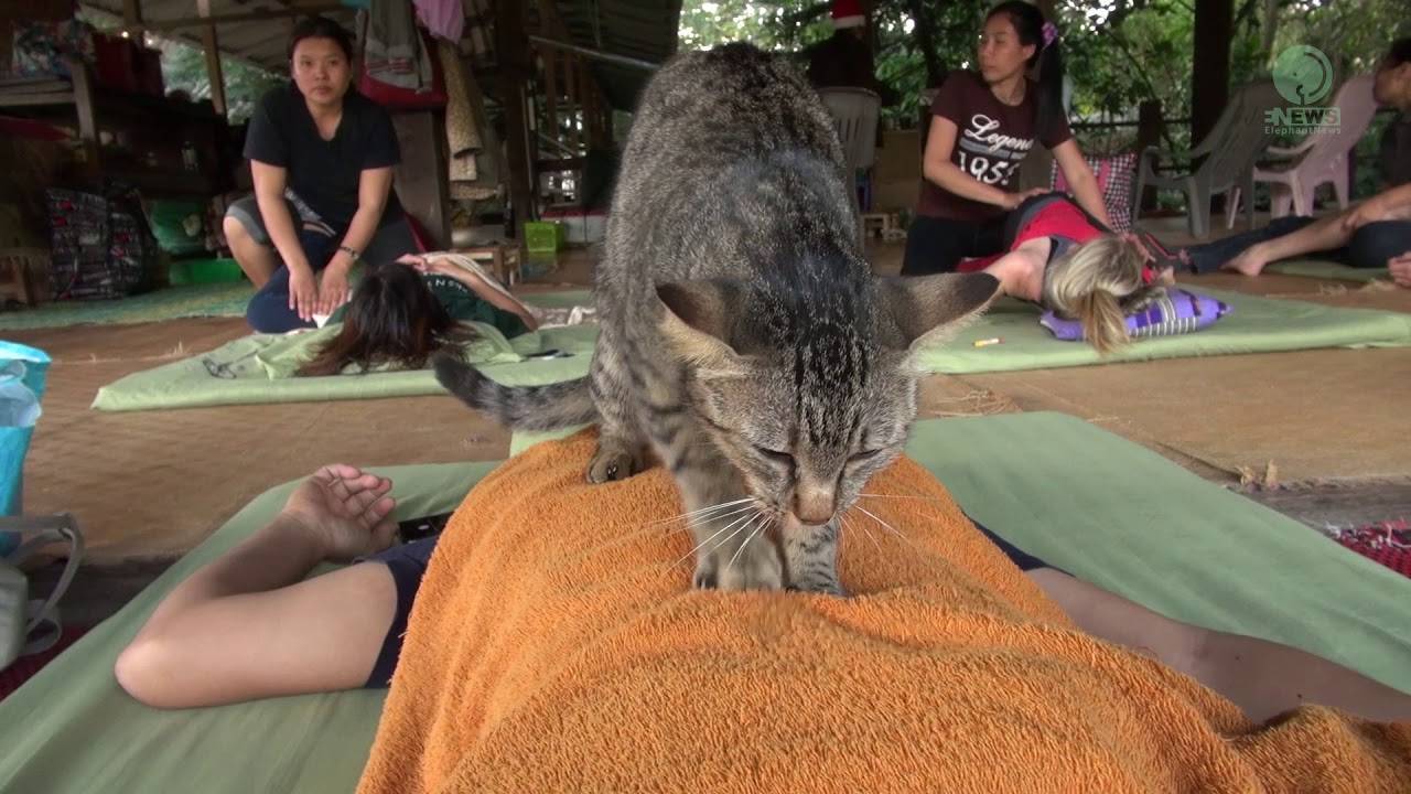 Почему коты делают лапками массаж человеку: что это может значить