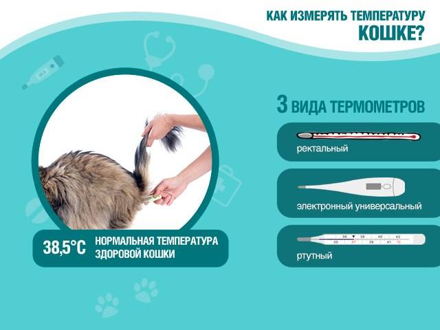 Измерение температуры тела у животных