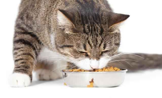 Почему кошка закапывает миску с едой и что это значит?