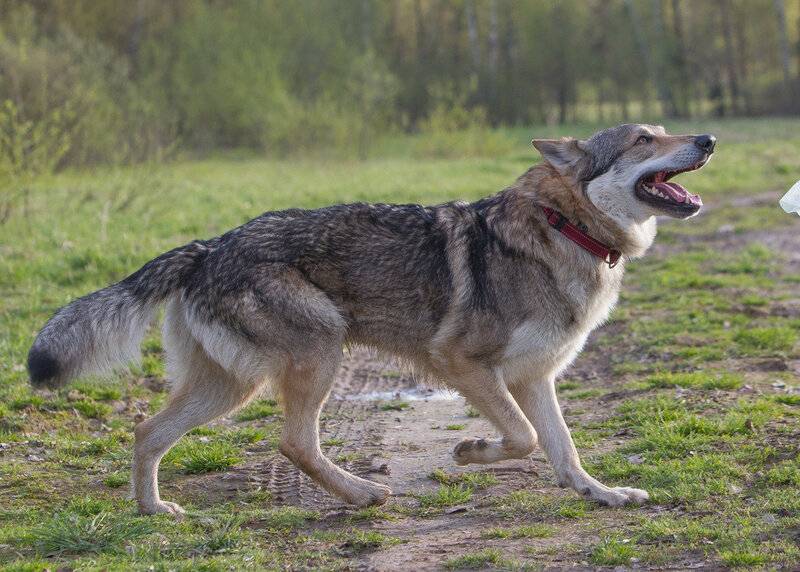 Чехословацкая волчья собака (чешский волфхунд, чехословацкий волчак): фото, купить, видео, цена, содержание дома